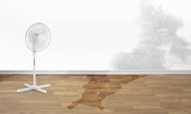 Best Professional water damage repair  in Lolo, MT