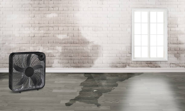 Reliable MT Water damage restoration Solutions